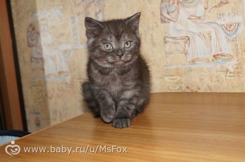 Котяткам 2 месяца!