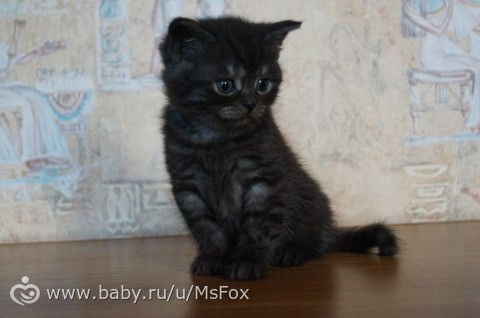 Котяткам 2 месяца!