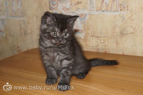 Котяткам 2 месяца!