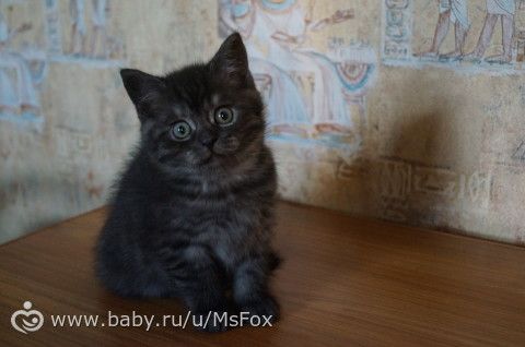Котяткам 2 месяца!