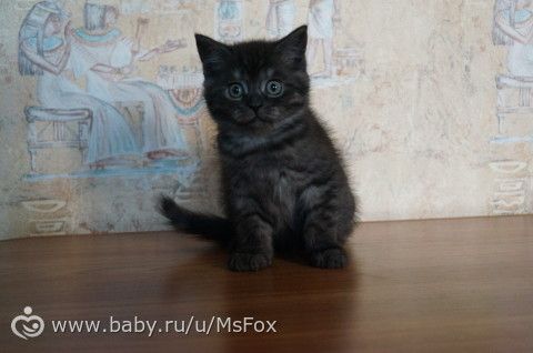 Котяткам 2 месяца!