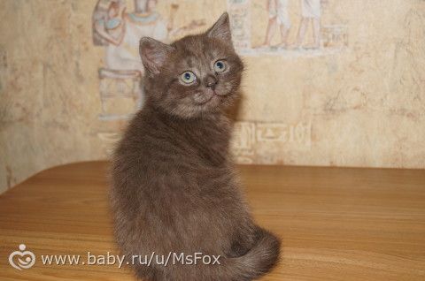 Котяткам 2 месяца!