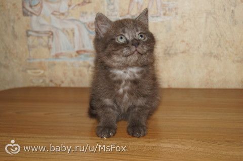 Котяткам 2 месяца!