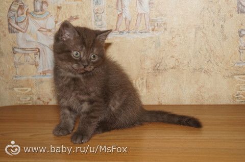 Котяткам 2 месяца!