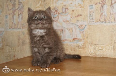 Котяткам 2 месяца!