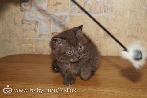Котяткам 2 месяца!