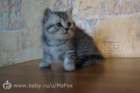 Котяткам 2 месяца!