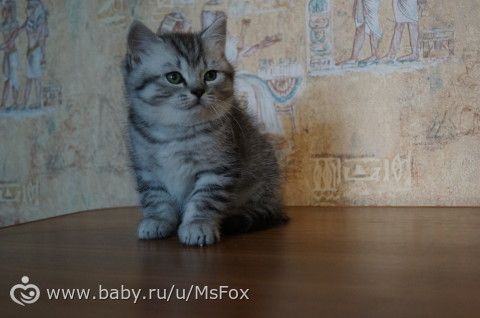Котяткам 2 месяца!