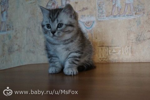 Котяткам 2 месяца!