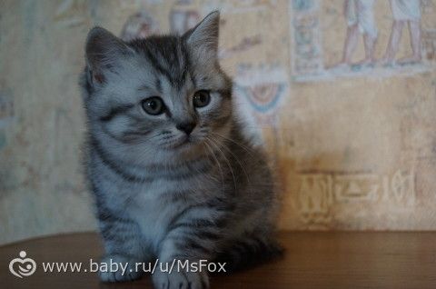 Котяткам 2 месяца!
