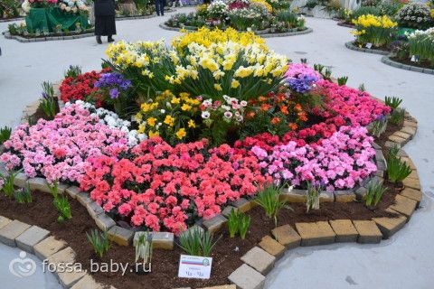 Цена цветов в калуге Цена цветов в калуге