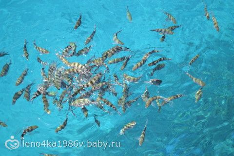 Египет.На Красное море с 2-мя детьми.(+ 39 фото)