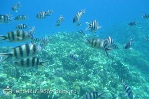Египет.На Красное море с 2-мя детьми.(+ 39 фото)