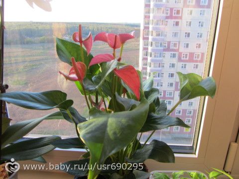 дендробиум и аспаргасиус, знатоки, как ухаживать?