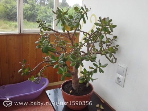 мои цветочки