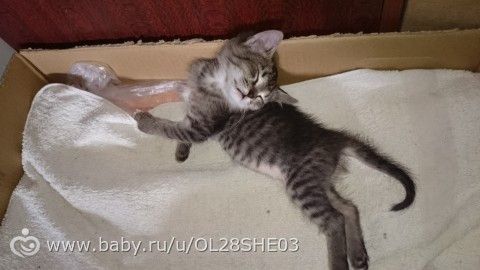 любимые позы сна.