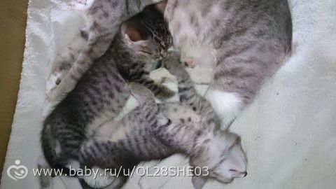 любимые позы сна.