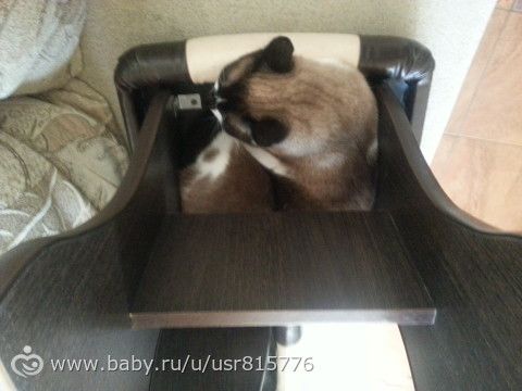 Наши пушистые любимчики