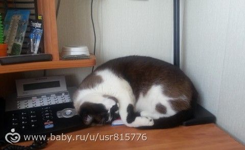 Наши пушистые любимчики