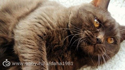 работа работа перейди на федота