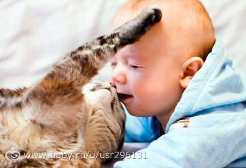 Антицарапки для кошек. Мода или необходимость?