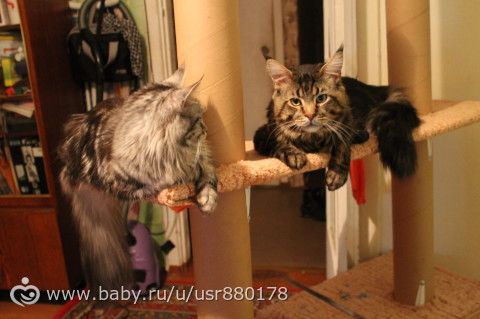 Обживание новых высот))