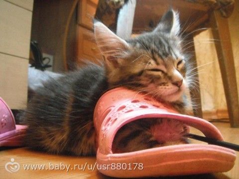 Жизнь не жизнь,когда в доме нет питомцев!