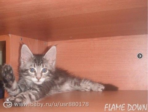Жизнь не жизнь,когда в доме нет питомцев!