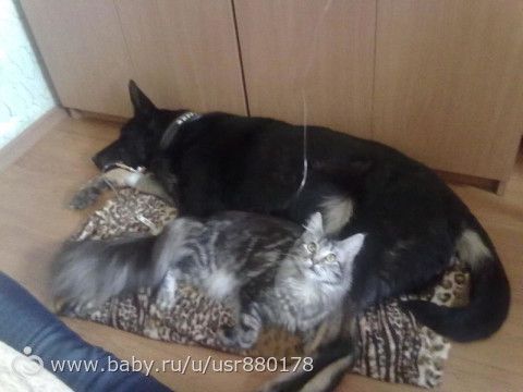 Жизнь не жизнь,когда в доме нет питомцев!