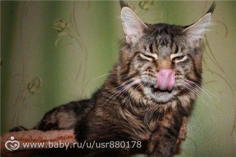 Жизнь не жизнь,когда в доме нет питомцев!