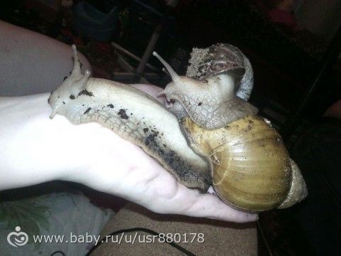 Жизнь не жизнь,когда в доме нет питомцев!
