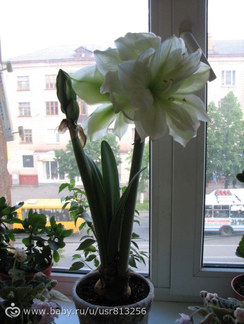 Мой загадочный Амариллис