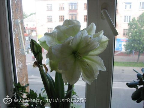 Мой загадочный Амариллис