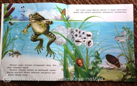 Серия книг &quot;Как появляется...&quot; (Лягушка, цветок, бабочка, птица). 2-3 года.
