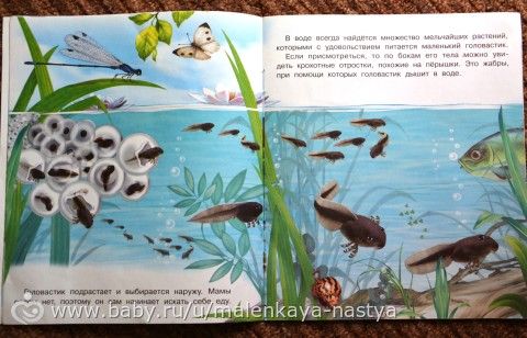 Серия книг &quot;Как появляется...&quot; (Лягушка, цветок, бабочка, птица). 2-3 года.