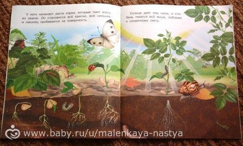 Серия книг &quot;Как появляется...&quot; (Лягушка, цветок, бабочка, птица). 2-3 года.