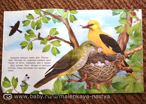 Серия книг &quot;Как появляется...&quot; (Лягушка, цветок, бабочка, птица). 2-3 года.