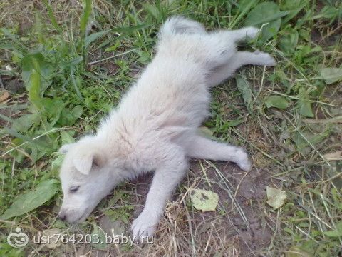 Наш щенок! И проблемы с воспитанием... Прошу опытного совета.