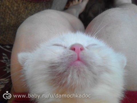 Нужен совет ветеринара