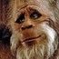 Yeti Yeti