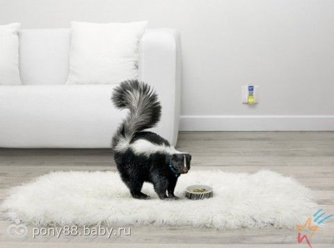 Запахи в домах