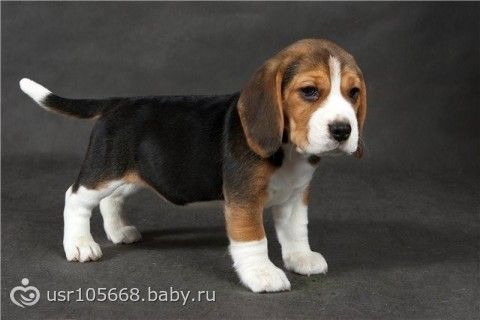 породистая собака бигль
