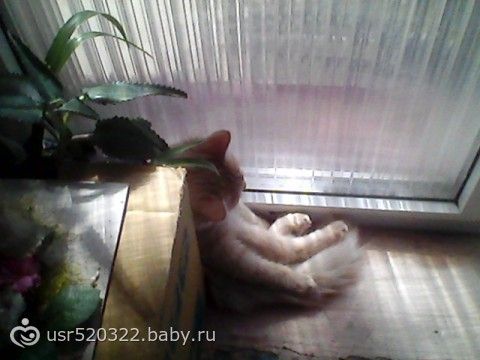 У нас в доме пополнение!!!