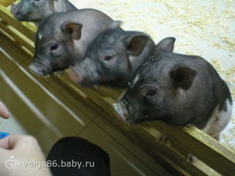 Трогательный зоопарк