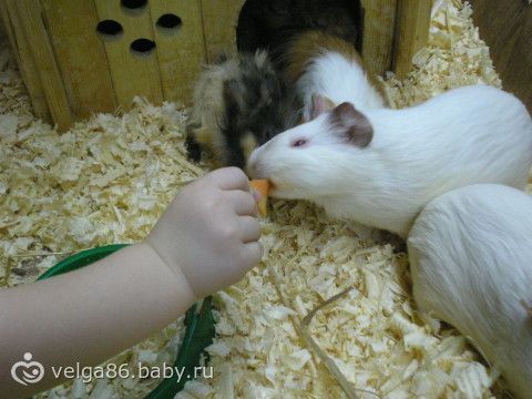 Трогательный зоопарк