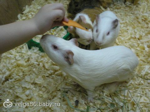 Трогательный зоопарк
