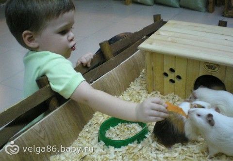 Трогательный зоопарк