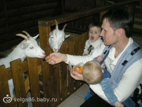 Трогательный зоопарк