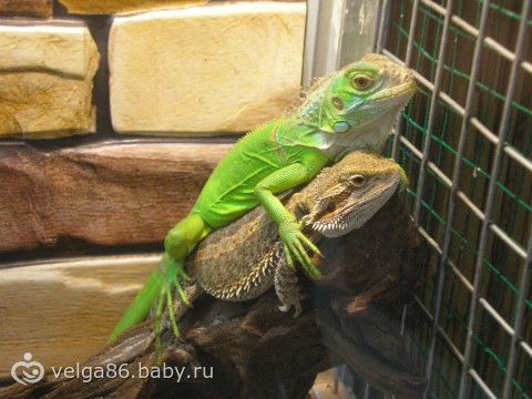 Трогательный зоопарк