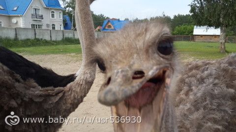 Поездка на страусиное ранчо